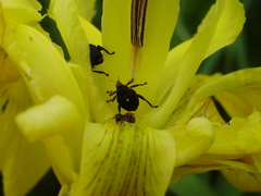 Mononychus punctumalbum