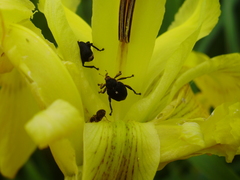 Mononychus punctumalbum