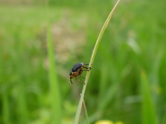 Mononychus punctumalbum