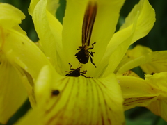 Mononychus punctumalbum