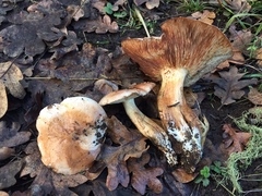 Tricholoma subannulatum