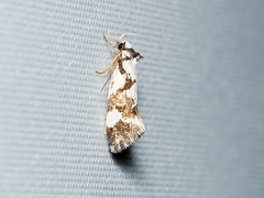 Machetis aphrobola