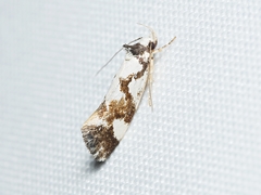 Machetis aphrobola