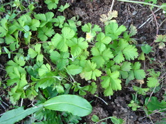 Potentilla hebiichigo