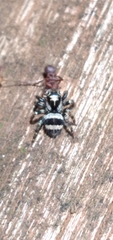 Corythalia argentinensis