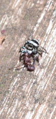 Corythalia argentinensis