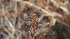 Amaranthus torreyi
