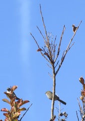 Psaltriparus minimus