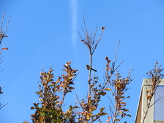 Psaltriparus minimus