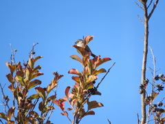 Psaltriparus minimus