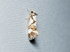 Machetis aphrobola