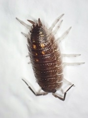 Porcellio ornatus