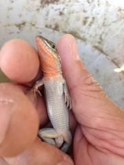 Aspidoscelis hyperythrus beldingi