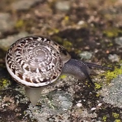 Iberus marmoratus
