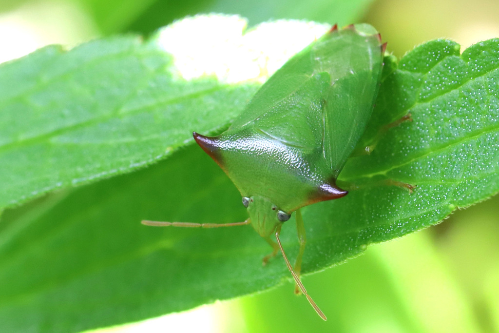 Avicenna auricornis