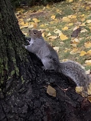 Sciurus carolinensis