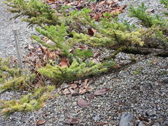 Picea jezoensis hondoensis