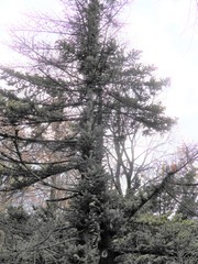 Picea jezoensis hondoensis