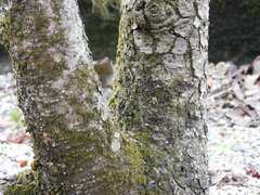 Picea jezoensis hondoensis