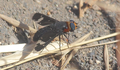 Hyperalonia chilensis