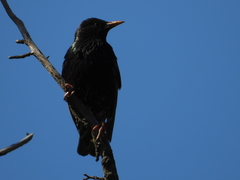 Sturnus vulgaris
