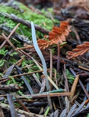 Clavaria falcata