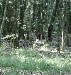 Cephalophorus harveyi