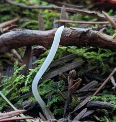 Clavaria falcata