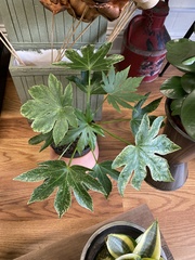 Fatsia japonica