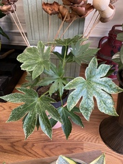 Fatsia japonica