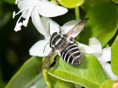 Megachile jerryrozeni