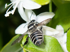 Megachile jerryrozeni