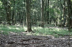 Cephalophorus harveyi