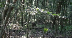 Cephalophorus harveyi