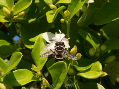 Megachile jerryrozeni