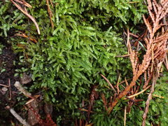 Eurhynchiastrum pulchellum