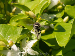 Megachile jerryrozeni
