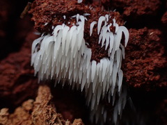 Mucronella bresadolae