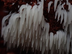 Mucronella bresadolae