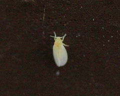 Aleuroplatus coronata