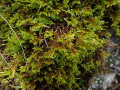 Homalothecium aureum