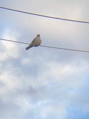 Streptopelia decaocto