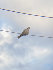 Streptopelia decaocto