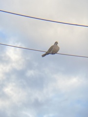 Streptopelia decaocto