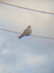 Streptopelia decaocto