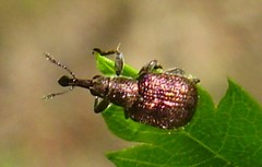 Involvulus cupreus