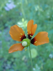 Papaver heterophyllum