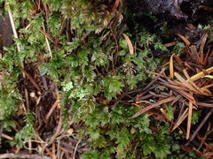 Mnium spinulosum