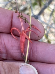 Anisacanthus
