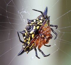 Gasteracantha rhomboidea comorensis